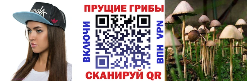 Псилоцибиновые грибы MAGIC MUSHROOMS  купить закладку  гидра ссылка  Калач 